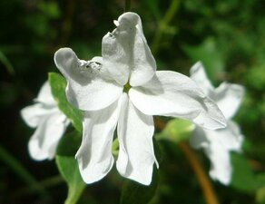 Silene latifolia flower